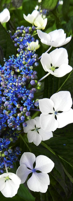 Hortensie