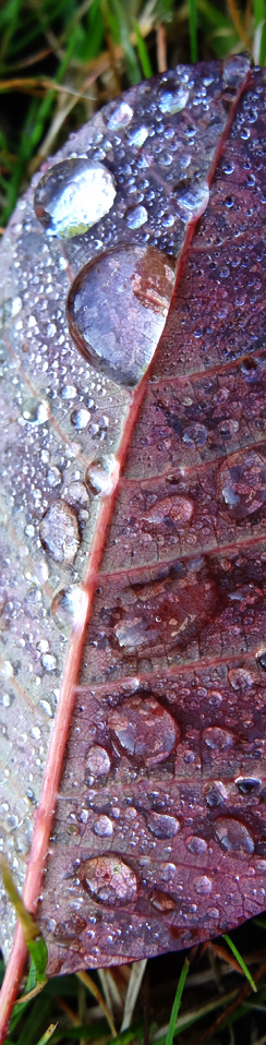 Schatzi ihr Blatt mit Tautropfen