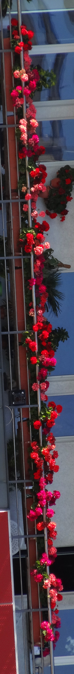 Blumenkästen in der Leipziger Strasse