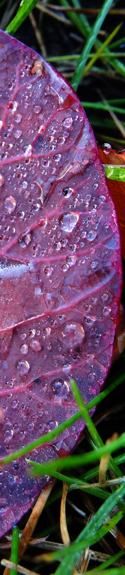 Blätter mit Tautropfen