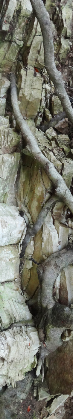 Wurzeln sprengen Fels