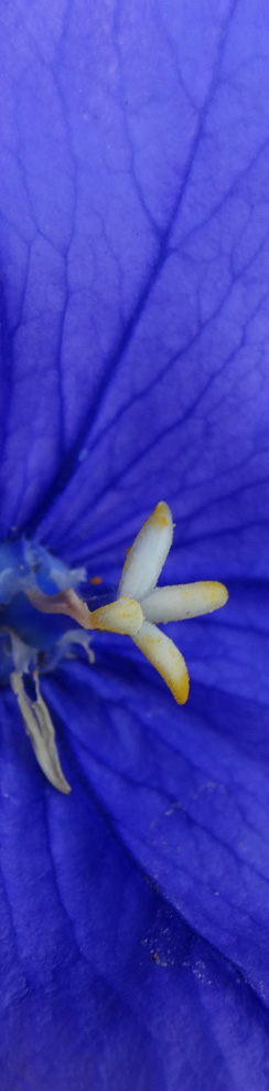 Schatzi ihre blaue Blume