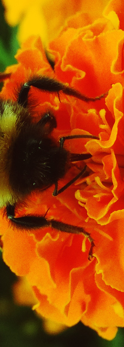 Hummel - Schloss Oranienbaum