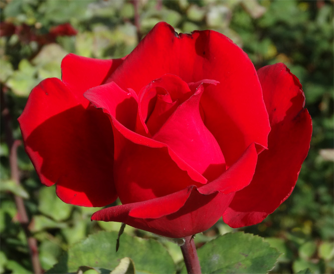 Rose am Sowjetischen Ehrenmal