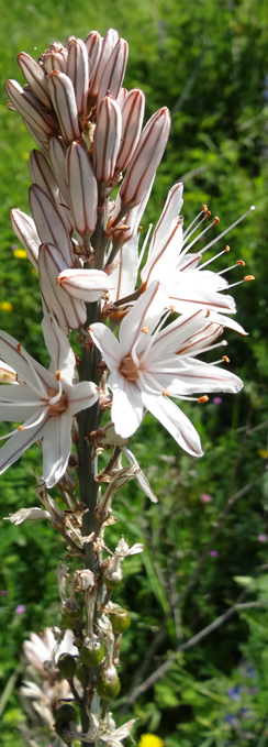 Blumen aus Korsika