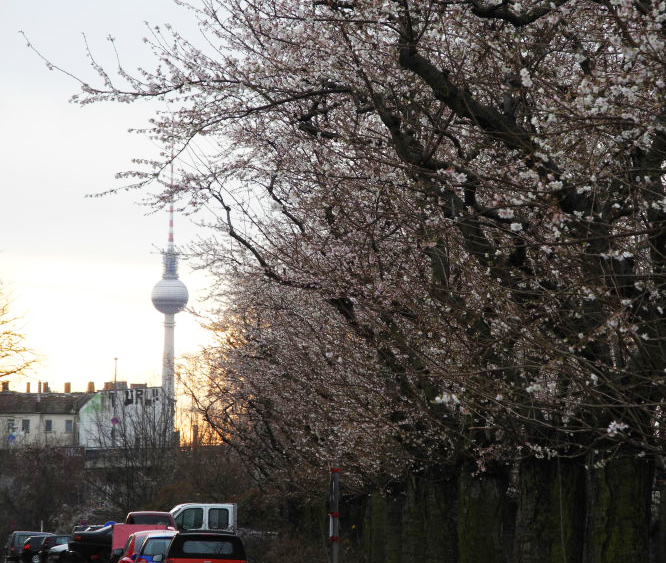 Kirschblüten zu Weihnachten!