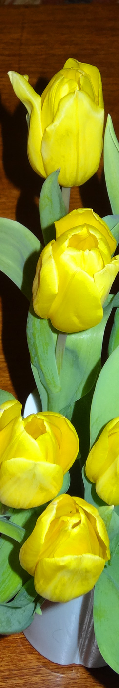 Tulpen