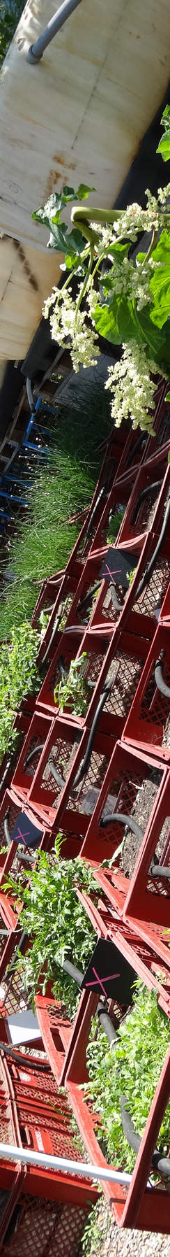 Prinzessinnengärten am Moritzplatz