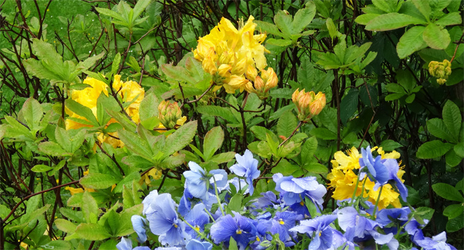 Am Schloss Niederschönhausen, Rhododendron