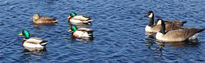 Viele Wasservögel am Tegeler See