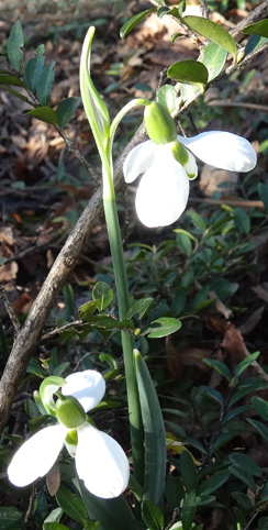 Schneegloeckchen