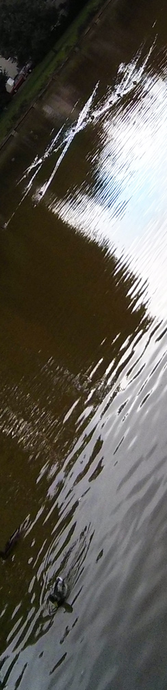 Enten Spiegelung Teich