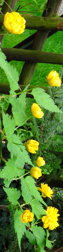 Gelbe Blüten - Name?