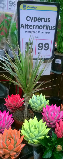 Genmanipulation? Auf alle Fälle sind das lebende Pflanzen!