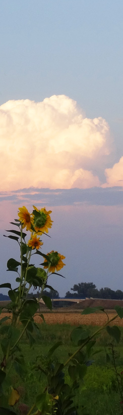Sonnenblumen mit Gewitterwolken