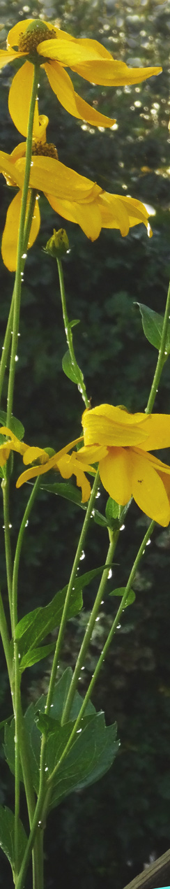 Gelbe Blumen nach Gewitterregen