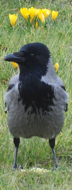 Rabe im Februar auf der Krokoswiese am Spittelmarkt - 