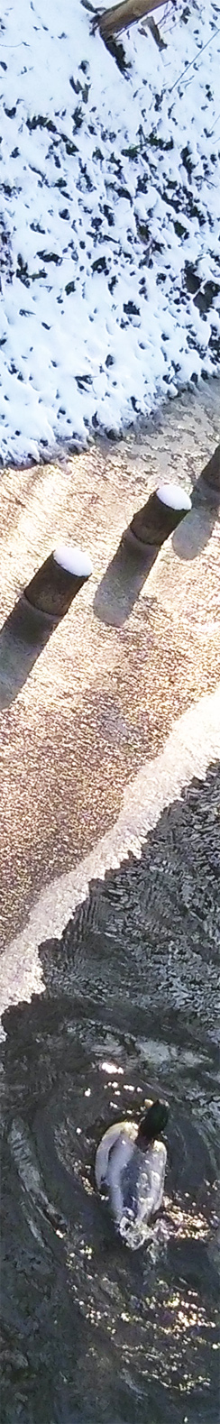 Ente im Schlosspark Pankow