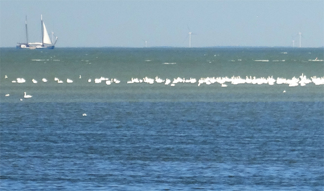 Gänse auf dem IJsselmeer und Windräder hinter dem Horizont