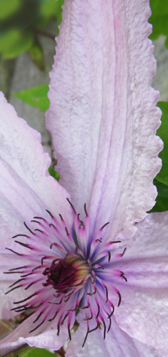 Clematis