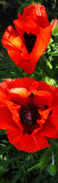 Mohn in Schatzi ihren Garten