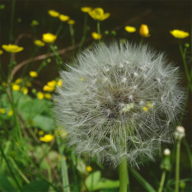 Pusteblume