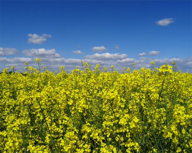 Raps vor Dähre/Altmark