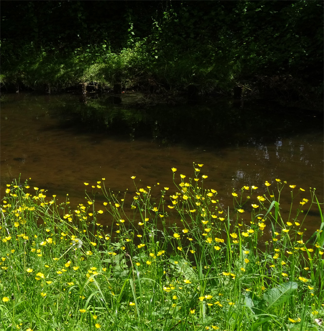 Supffdotterblumen an der Panke