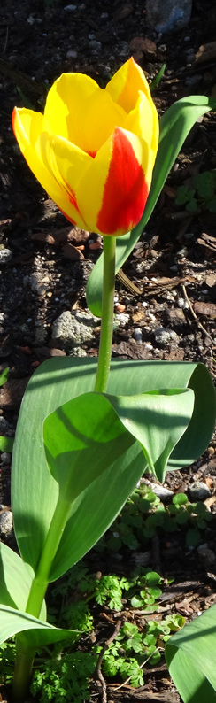 Tulpe die erste im März