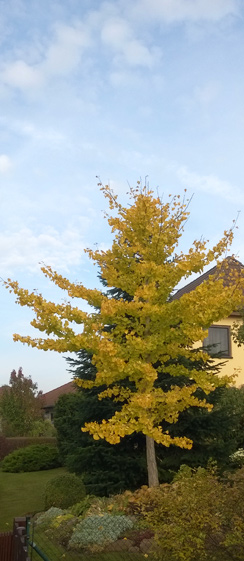 Herbstlicher Ginko in Gommern
