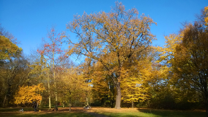 Indian Summer im Schlosspark Niederschönhausen