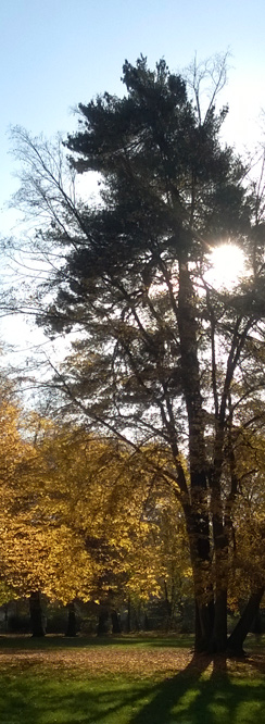 Indian Summer im Schlosspark Niederschönhausen