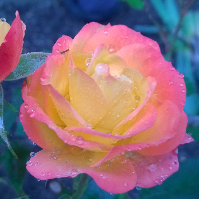 Herbstliche Rose