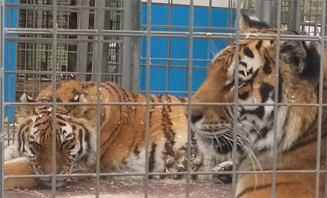 Zirkus Probst in Magdeburg