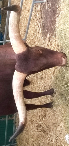 Zirkus Probst in Magdeburg