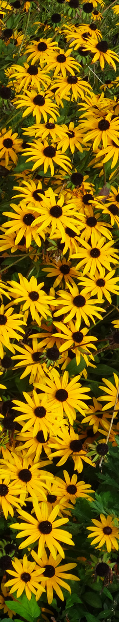 Gelbe Blumen in Oktober