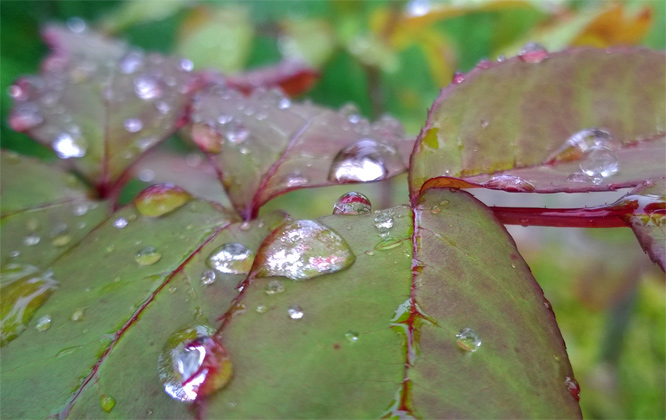 Rosenblätter