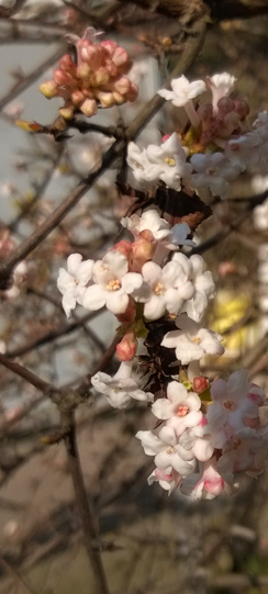 Blüte Frühling