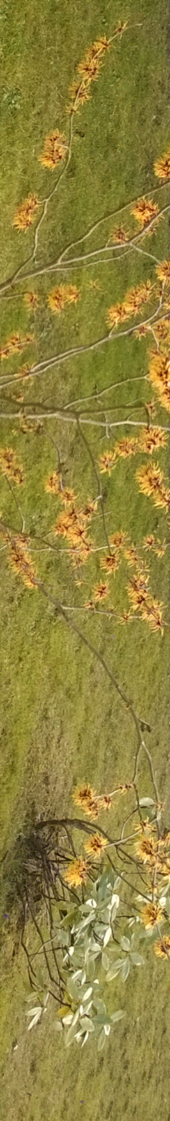 Hamamelis - Zaubernuss in Bansin