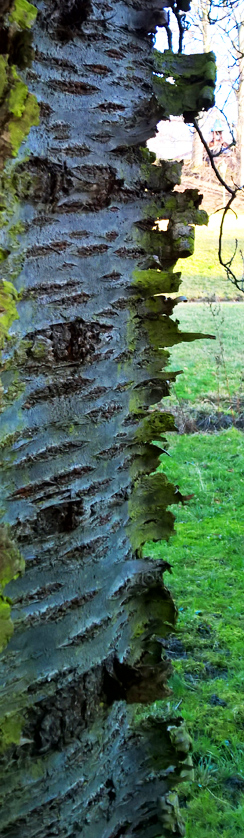 Rinde Kirschbaum Botanischer Garten Berlin