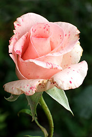 Fotografiert mit F10