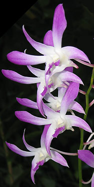 Orchideen aus dem Garden of Tabinay