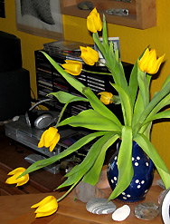 gelbe Tulpen