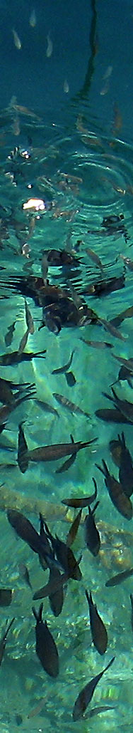 Klares Wasser und Fische in Es Castell, Menorca