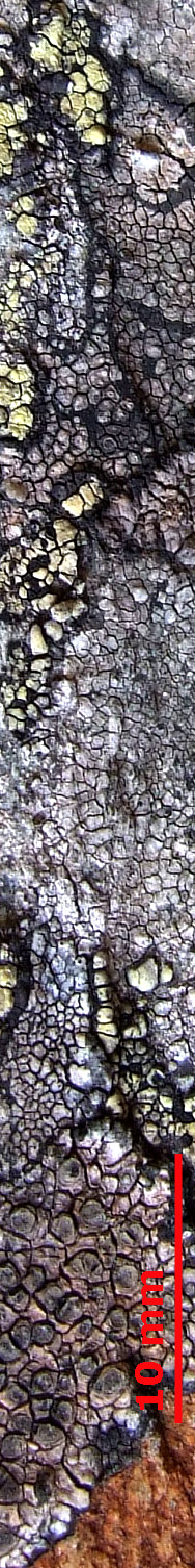 Flechten aus Norwegen