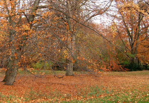 November im Tiergarten