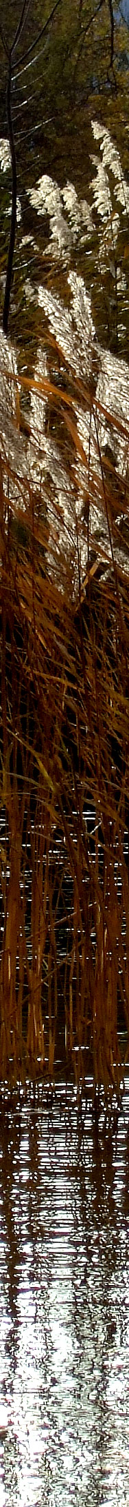 Schilf im Gegenlicht