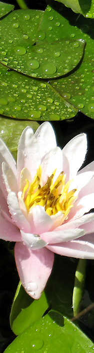 Seerose im Garten ...