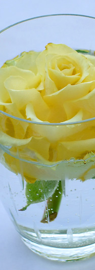 Gelbe Rose - immer noch