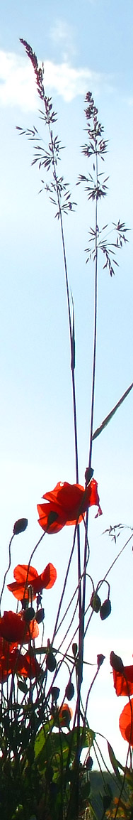 Mohn gegen das Lacht